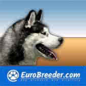 Siberian Husky Breeders And Kennels Europe Usa