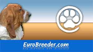Basset Hound Breeders and Kennels - EuroBreeder.com