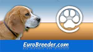 Beagle Breeders and Kennels - EuroBreeder.com