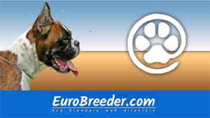 German Boxer Dog Breeders and Kennels - EuroBreeder.com