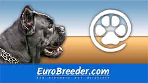 Cane Corso Italiano Breeders And Kennels Eurobreedercom