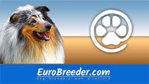 Collie Rough Breeders and Kennels - EuroBreeder.com