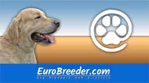 Golden Retriever Breeders and Kennels - EuroBreeder.com