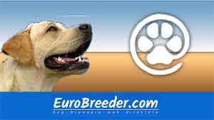 Labrador Retriever Breeders and Kennels - EuroBreeder.com