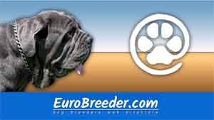 Mastino Napoletano / Neapolitan Mastiff Breeders and Kennels - EuroBreeder.com