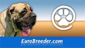 English Mastiff Breeders and Kennels - EuroBreeder.com