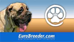 Mastiff / English Mastiff - Breeders Kennels -