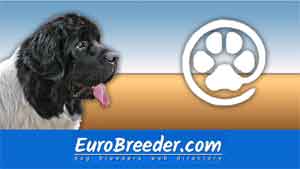 Newfoundland Breeders and Kennels - EuroBreeder.com