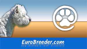 Mitsiter westies best sale