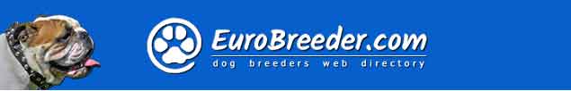 English Bulldog Breeders - EuroBreeder.com