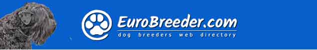 Russian Black Terrier Breeders - EuroBreeder.com
