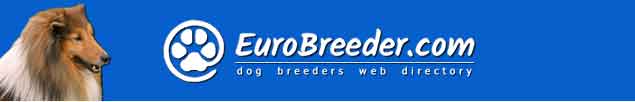 Shetland Sheepdog Breeders - EuroBreeder.com