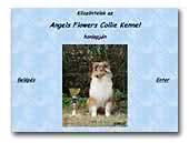 Angels Flowers Collie Kennel