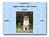 Angels Flowers Collie Kennel