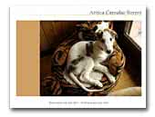 Antica Carsulae Borzoi