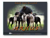 Arhus Great Danes Kennel