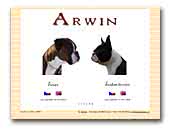 Arwin Boston Terrier and German Boxer