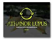 Athanor Lupus