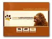 Amber Labradoodles