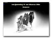 Belgische Schäferhunde vom Schwarzen Ulan & vom Quaestenberg