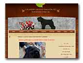 Z Flandryjskiego Gniazda Bouvier des Flandres