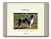 Bordaja Cavalier King Charles Spaniel