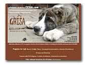 CEGA ram Central Asian Shepherd Dog