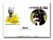 CheerNika kennel Staffordshire Bull Terrier