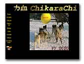 American Akitas from Chikara Chi