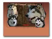 D'Carmocan Estudio y seleccion de Alaskan Malamute