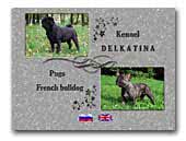 Delkatina French bulldog and Pug