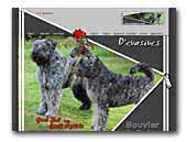 Bouvier des Flandres Kennel D'evasives