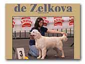 Golden Retriever De Zelkova