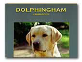 Dolphingham Labradors