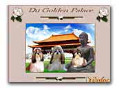 Shih Tzu du Golden Palace