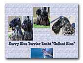 Gallant Blue - Kerry blue terrier kennel