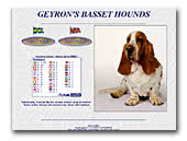 Geyron's Basset Hounds