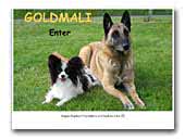 Goldmali Malinois and Papillons