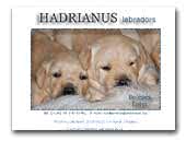 Hadrianuslabradors Labrador Retriever kennel