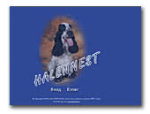 Halennest English Cocker Spaniels