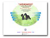 HERMES Miniature schnauzers black