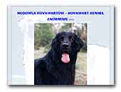 Enormous FCI Hovawart Kennel