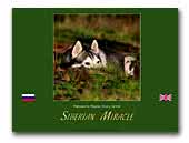 Siberian Miracle kennel Siberian Husky