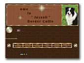 Jaysali Border Collie