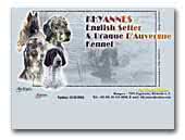 Khyannes Braque D'Auvergne and English Setter Kennel