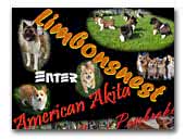 Limbonsnest American Akita & Welsh Corgi Pembroke