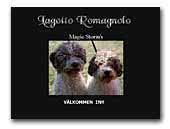 Magic Storm's Lagotto Romagnolo