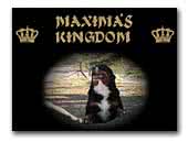 Maxima's Kingdom Bernese Mountain Dog