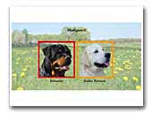 Mediguard Kennel Rottweiler & Golden Retriever