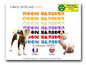 Moon Harbour Chinese Crested Dogs